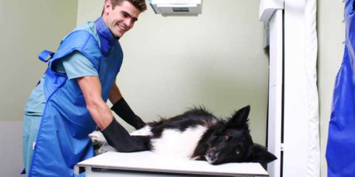 How to Interpret Your Pet's Urinalysis