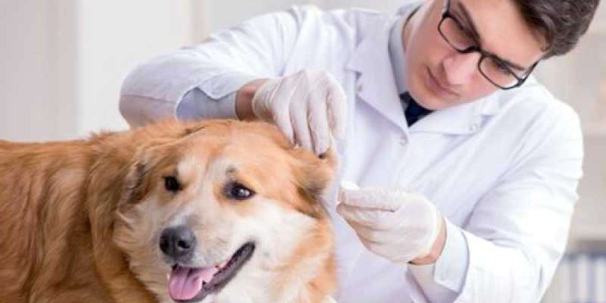 Understanding Blood Work: The Complete Blood Count CBC for Dogs