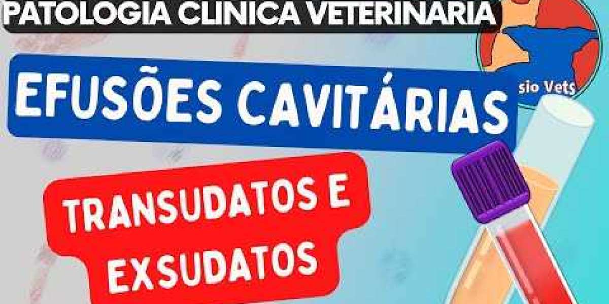 Insuficiencia cardíaca en perros Síntomas y tratamiento