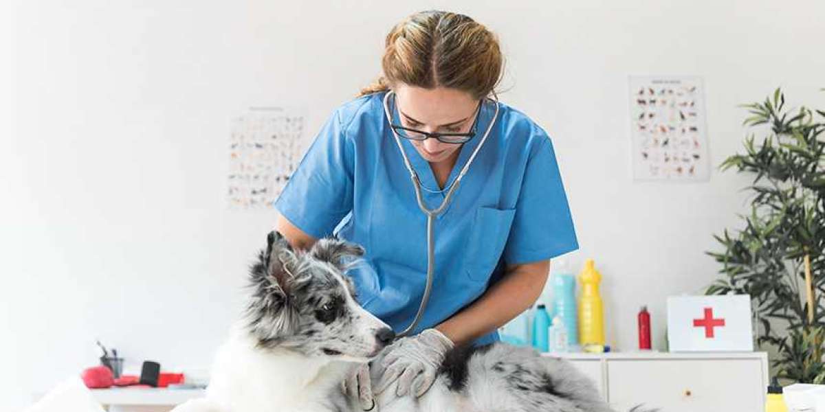 Dieta casera para la insuficiencia renal del perro CON EJEMPLOS