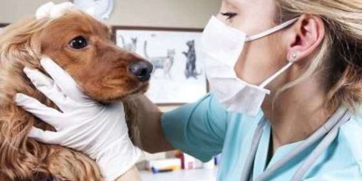 How Much Is Blood Work for a Dog? 2024 Update