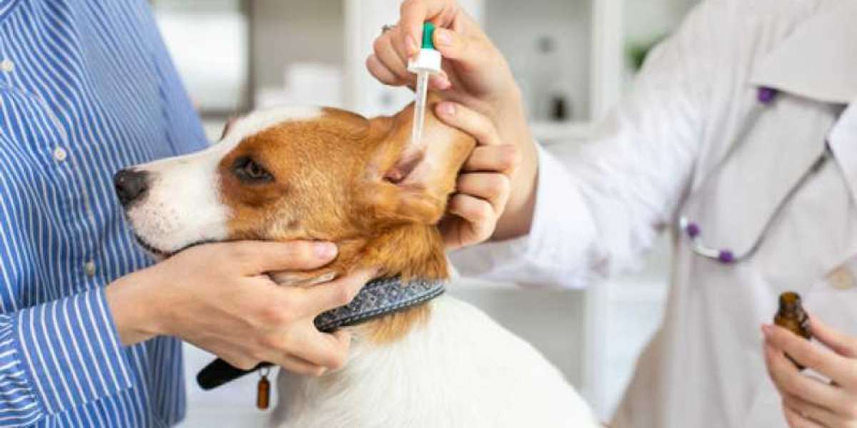 Fecal Test for Dogs: What It Is, Costs, and More