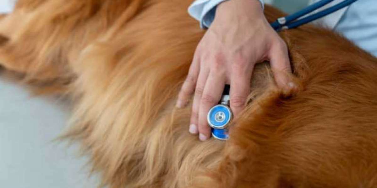 Your puppy's first visit to the vet